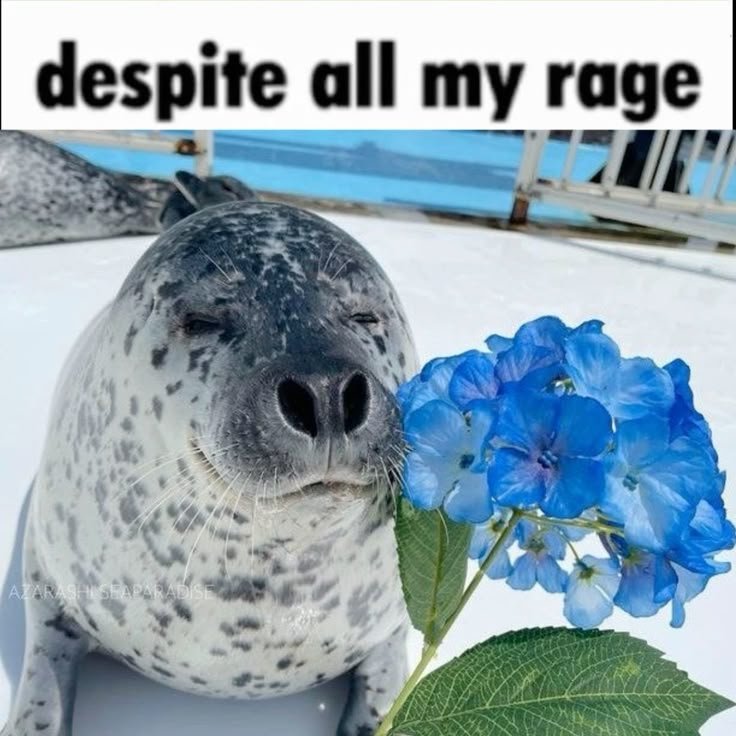 Seal with flowers, despite all my rage